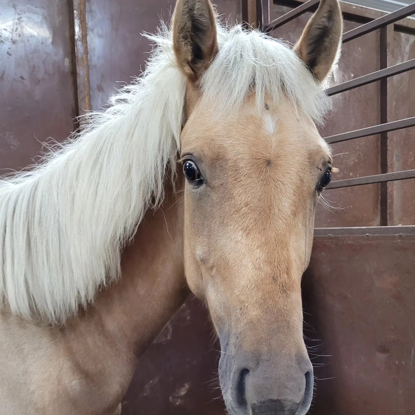 Red Line Equestrian